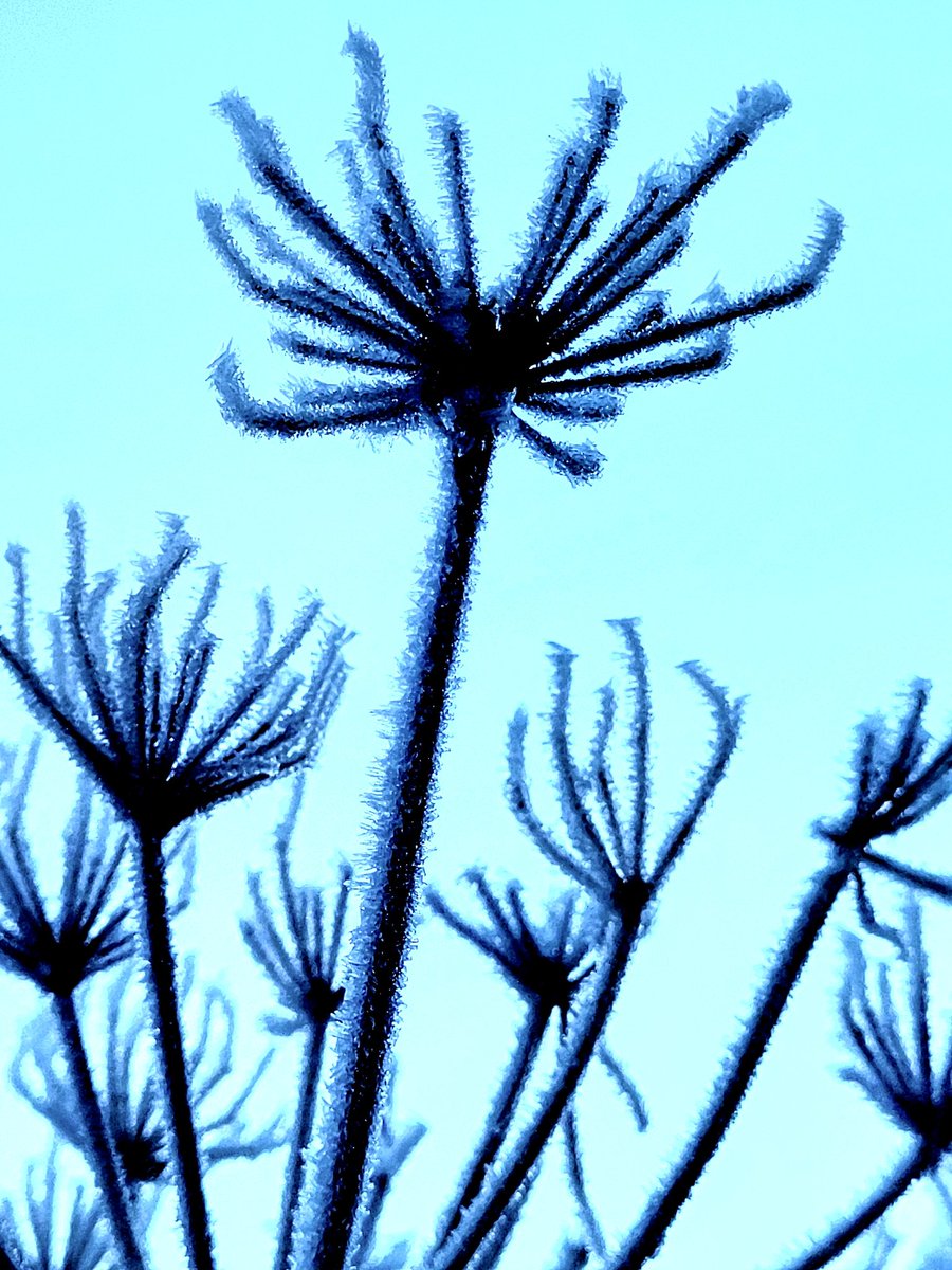 GreenTreeArt6's tweet photo. #twitternaturecommunity
#natureuk #morningwalk 
#wildlife_uk #mindfulness 
#naturephotogrphy #beautyisawtoday 
#thephotohour #walking 
#loveukweather 
#landscapephoto  #Lancashire #rossendale #helmshore #countryside #view #morning 
#landscape #Ice #frost #winter #beautyofnature https://t.co/Sa3LUrwgQw