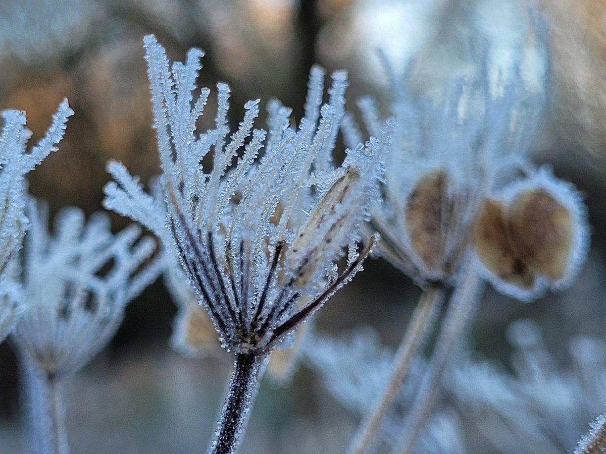 GreenTreeArt6's tweet photo. #twitternaturecommunity
#natureuk #morningwalk 
#wildlife_uk #mindfulness 
#naturephotogrphy #beautyisawtoday 
#thephotohour #walking 
#loveukweather 
#landscapephoto  #Lancashire #rossendale #helmshore #countryside #view #morning 
#landscape #Ice #frost #winter #beautyofnature https://t.co/zczXc84PGi