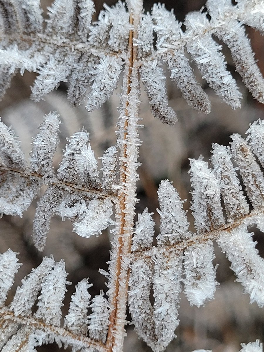 GreenTreeArt6's tweet photo. #twitternaturecommunity
#natureuk #morningwalk 
#wildlife_uk #mindfulness 
#naturephotogrphy #beautyisawtoday 
#thephotohour #walking 
#loveukweather 
#landscapephoto  #Lancashire #rossendale #helmshore #countryside #view #morning 
#landscape #Ice #frost #winter #beautyofnature https://t.co/QRSq4GKLv7