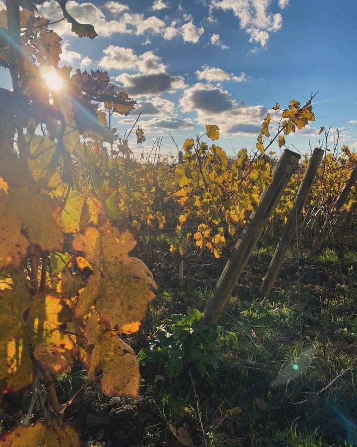 Les vignes s’habillent de teintes automnales créant un tableau éblouissant sous le soleil doré. Chaque feuille raconte une histoire chaque branche capture l’essence de la saison avec une symphonie de couleurs 💛✨ 
#AutomneVignoble 🍁
#SaintEmilion 🍷
