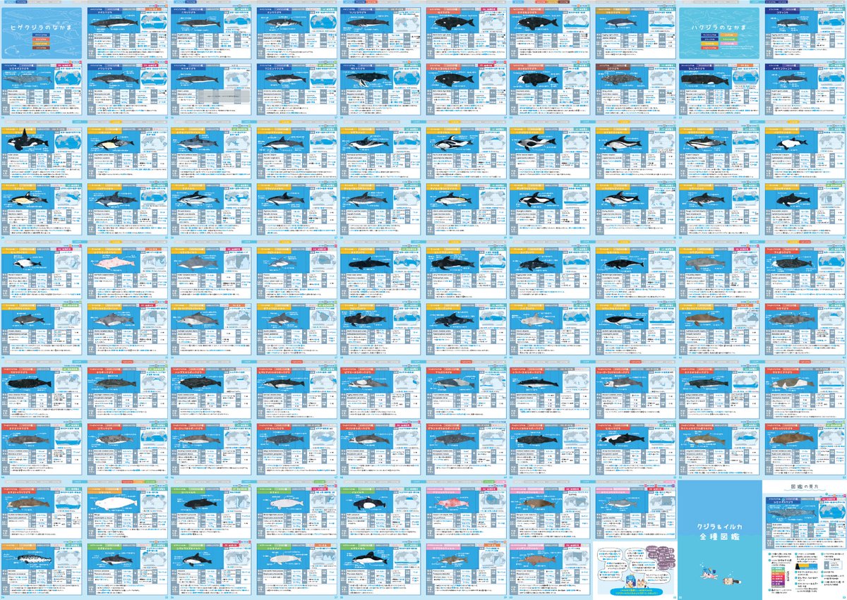 クジラページ コミティア新刊「クジラ & イルカ 全種図鑑」ページサンプルです。 93