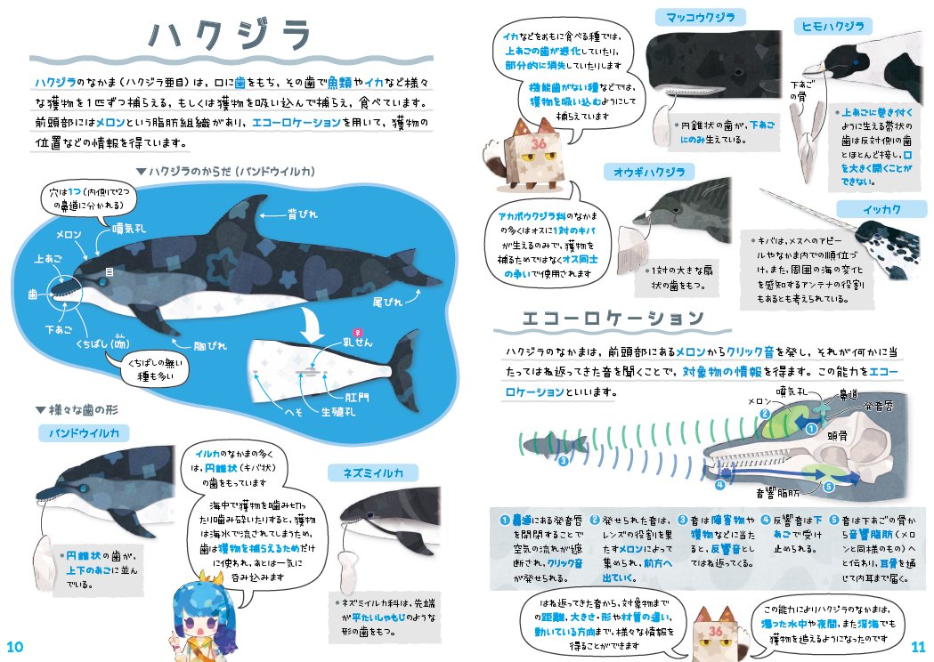 コミティア新刊「クジラ & イルカ 全種図鑑」ページサンプルです。 93