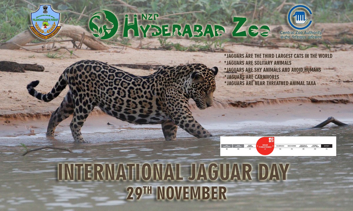 #InternationalJaguarDay #Hyderabadzoo <a href="/pargaien/">Mohan Pargaien IFS🇮🇳</a> <a href="/HarithaHaram/">Telangana Forest Dept.</a>