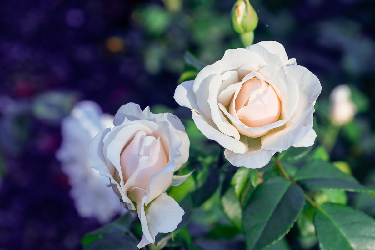 Hi everyone #RoseWednesday #Wednesdayvibes #GardeningX