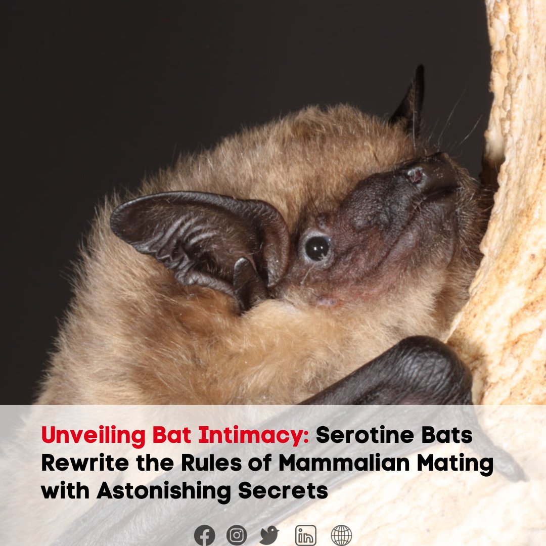🦇 Astonishing Bat Secrets: Serotine bats rewrite the rules of mammalian mating, unveiling intimate revelations. Explore the fascinating world of bat behavior and scientific discoveries at propfirmlounge.com. #BatIntimacy #SerotineBats #MammalianMating #NatureRevelations