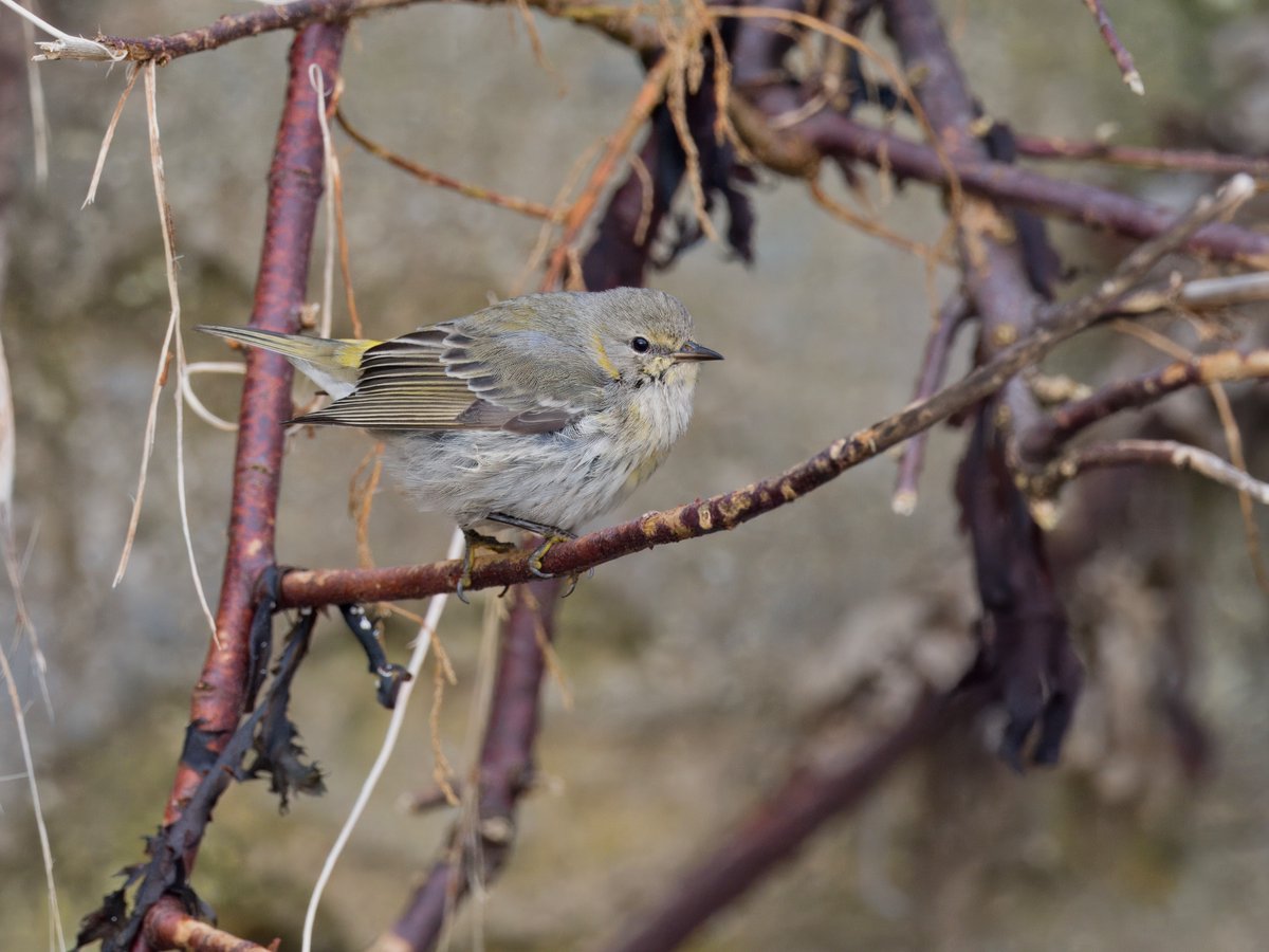 A few pics from yesterdays memorable Cape May Warbler twitch. Mega Bird, stunning location, problem free logistics, favourable weather and good company. #CapeMayWarbler #Bryher #IslesOfScilly @IOSTravel