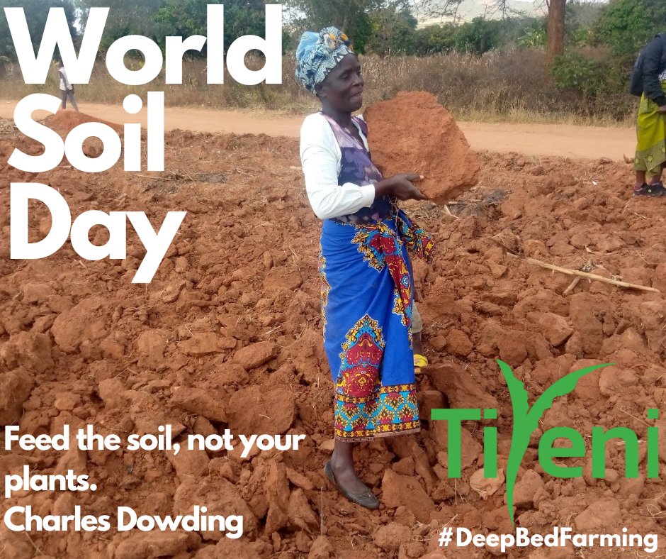 This #WorldSoilDay help support our work to rejuvenate the #soils of #Malawi. #DeepBedFarming doubles crops yields by creating healthy, #sustainable #soils, lifting #smallholderfarmers out of #foodinsecurity
#ActionOnSoil #ActionOnFood #COPsoil #SoilHealth
tiyeni.org/donate