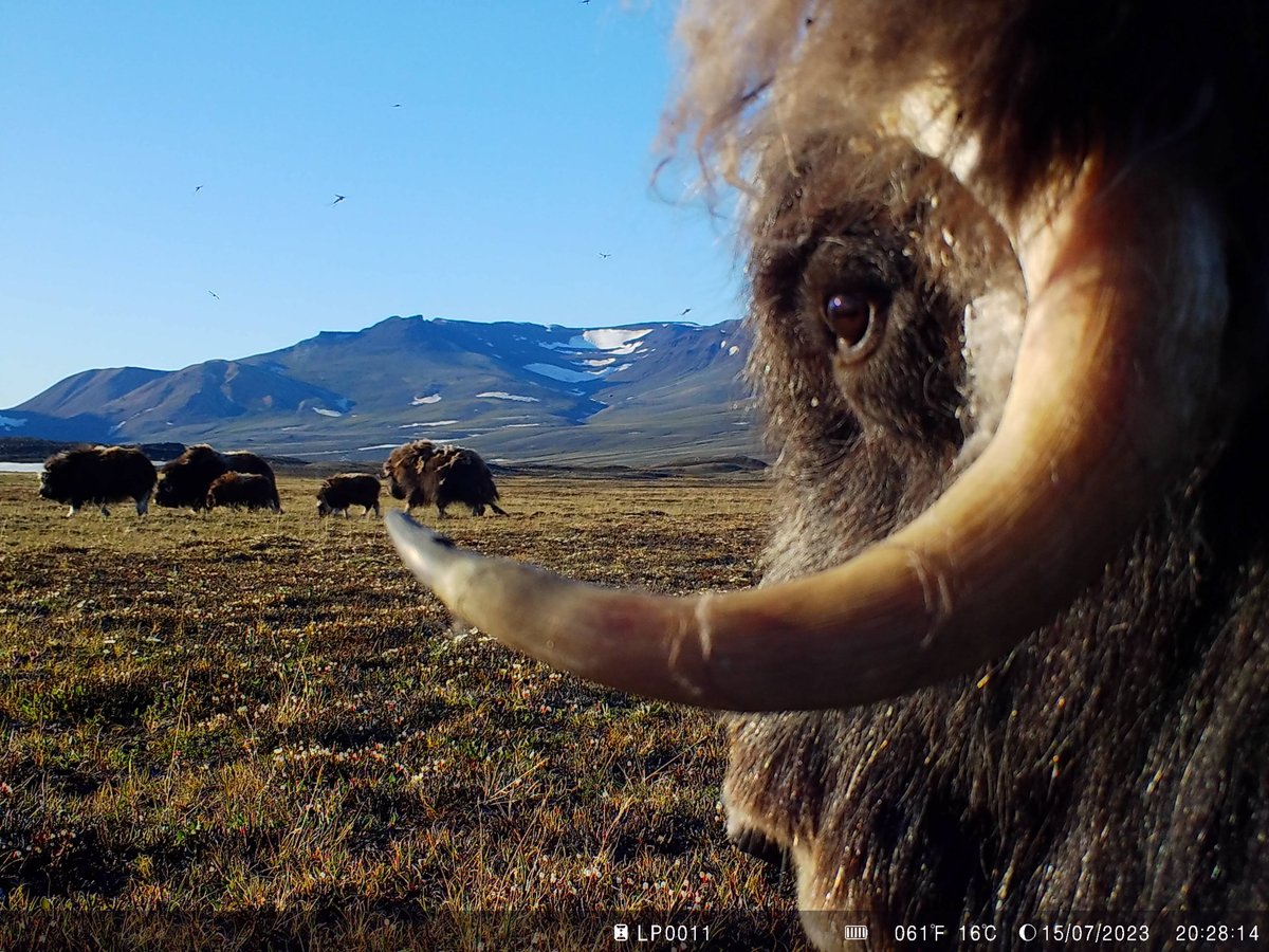 Muskoxen at #Zackenberg from our <a href="/LifeplanProject/">Lifeplan</a> camera traps
