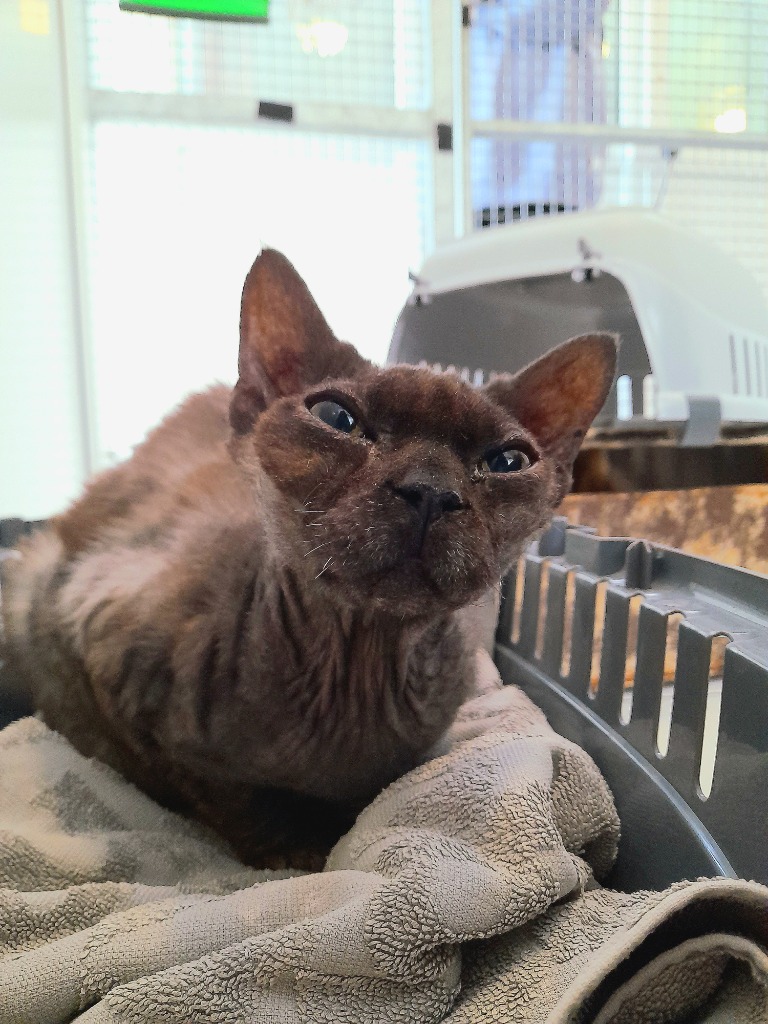 Meet our new intake Randolph! He is a super friendly Devon Rex. Sadly he does have bad teeth and dirty ears so we will be sending him to the vet to get those sorted ASAP. Once he is all cleaned up he will be advertised for adoption! We are sure he will be snapped up. ❤️
