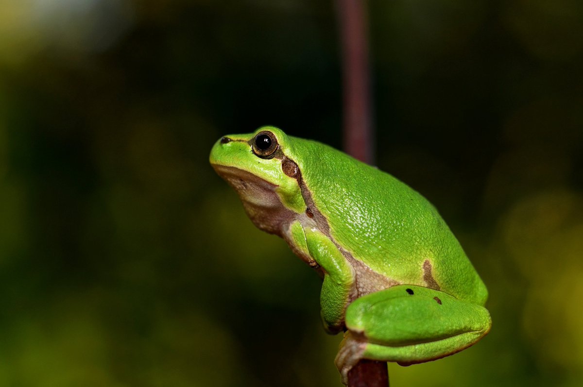 Frogs are bioindicators of environmental health. Their sensitive skin makes them vulnerable to pollutants and changes in habitat, making them important indicators of the overall well-being of ecosystems. 🐸🌿 #FrogFacts #EnvironmentalGuardians