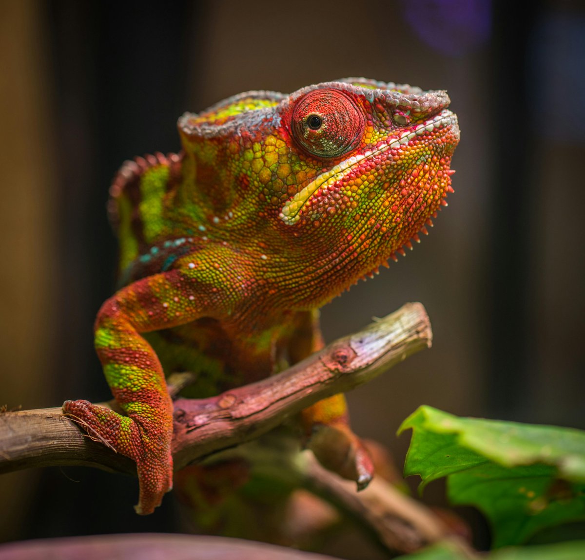 AnimalToKnow's tweet photo. Chameleons are famous for their color-changing abilities, which they use for communication, regulating body temperature, and camouflaging from predators. Their skin contains specialized cells called chromatophores that enable this remarkable transformation. 🦎🌈 #ChameleonFacts https://t.co/31MEY1mmZC