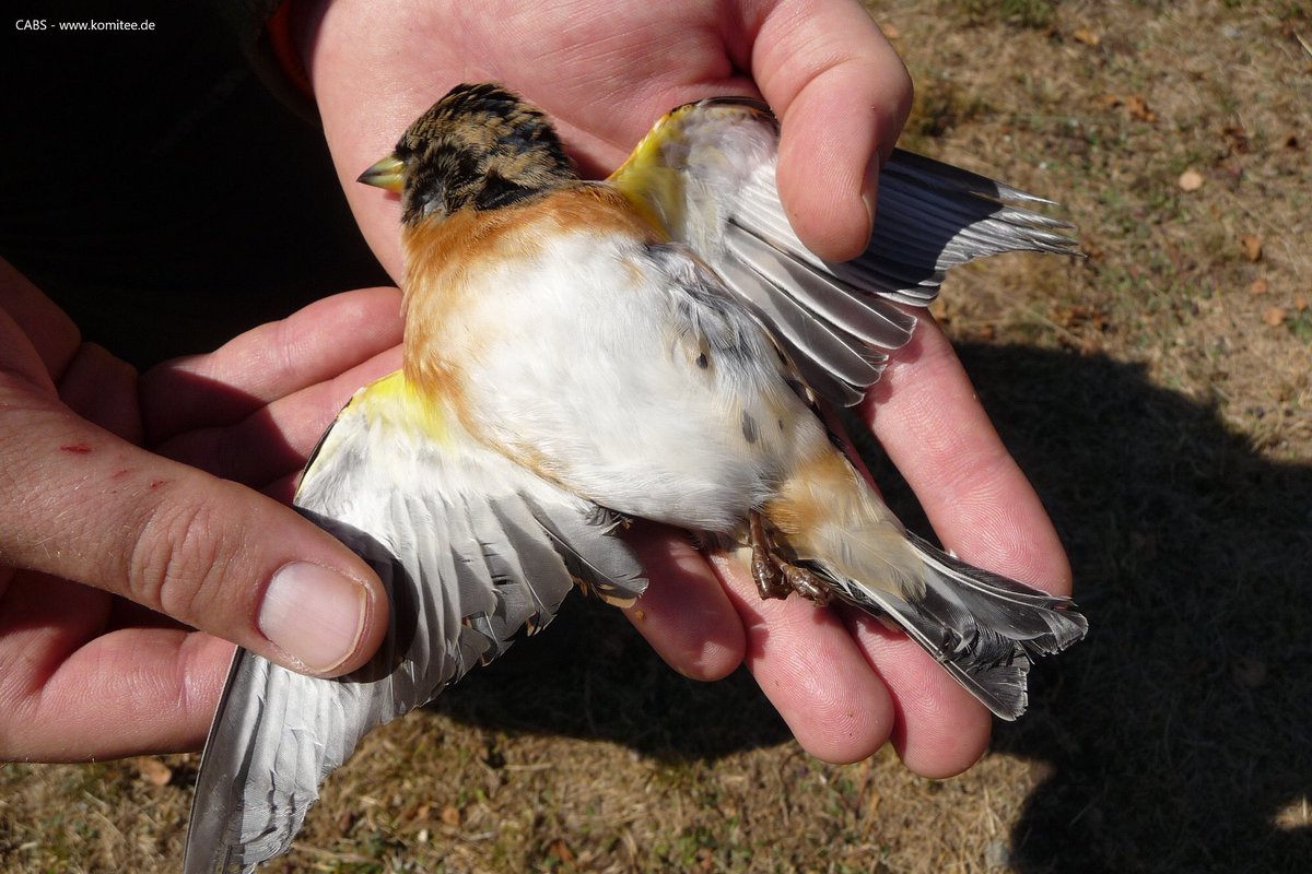 CABS_REPORTS's tweet photo. 11 migratory bird poachers convicted in Piedmont, northwest Italy. 

Most of the hunters travel from Bergamo &amp; Brescia pay several hundred euros a day to shoot  undisturbed in the lowland region. 

The 11 men had shot protected #brambling #chaffinches #meadowpipits &amp; #reedbunting https://t.co/8IqPUPPLOU