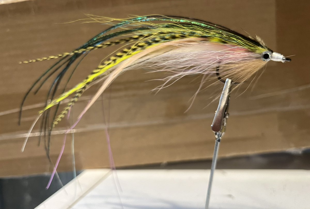 FeversFlavor's tweet photo. @notonlytrout Flatwing. https://t.co/MKkTBKk9WA