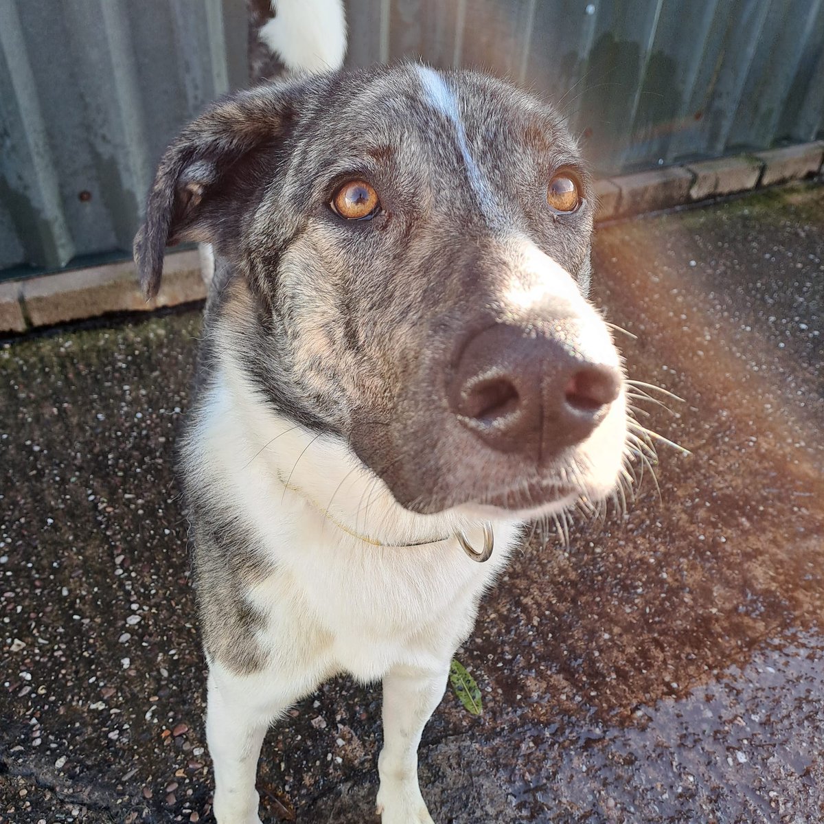 Hi, my name is Kane and I’m in Nantwich, UK. I’m a bit nervous around new people, men especially, but my confidence is growing. I’d love an active, adult-only family with another dog 🐾 Can you please help share me? 🙏
pawprints2freedom.co.uk/adopt
#adoptable #adoptme #rescueme