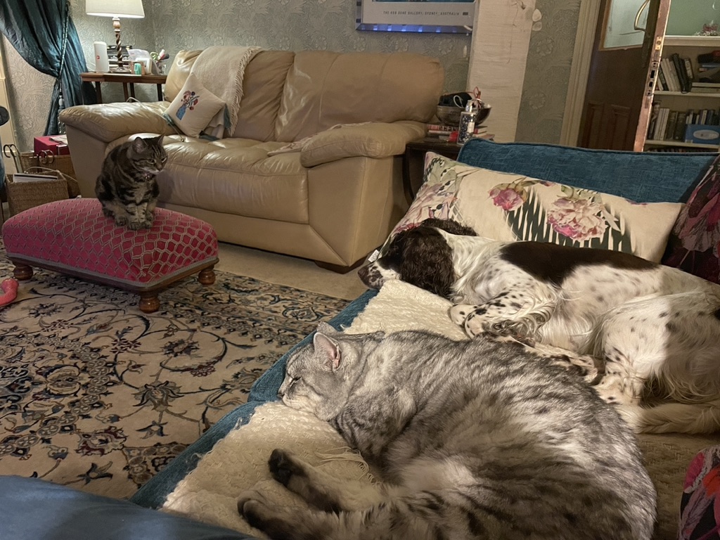 Big Silver Tabby tweet media