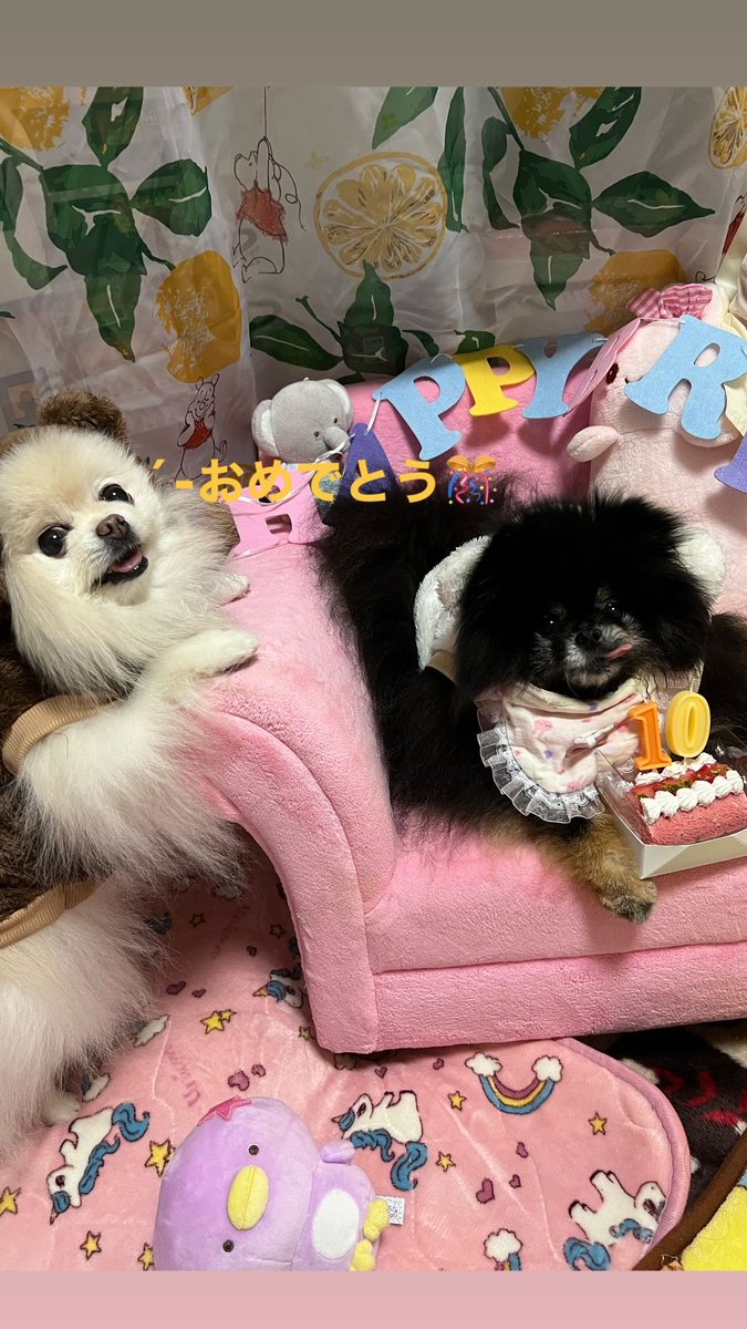 milkyram6's tweet photo. みるきー10才おめでとう🎂
家に来て早10年、あっという間だね。
これからもずっと健康で長生きしてね😊︎💓 https://t.co/nq2LZrnNgo