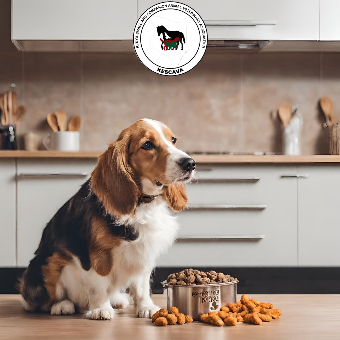 🍽️ The kitchen, a hub for delicious treats, can also harbor risks for our furry friends 🐾. 

From tempting meals to potential hazards 🔥 and pet-toxic foods 🧅, it's crucial to prevent accidents by staying vigilant and cautious. 

#PetSafety #PetHousing