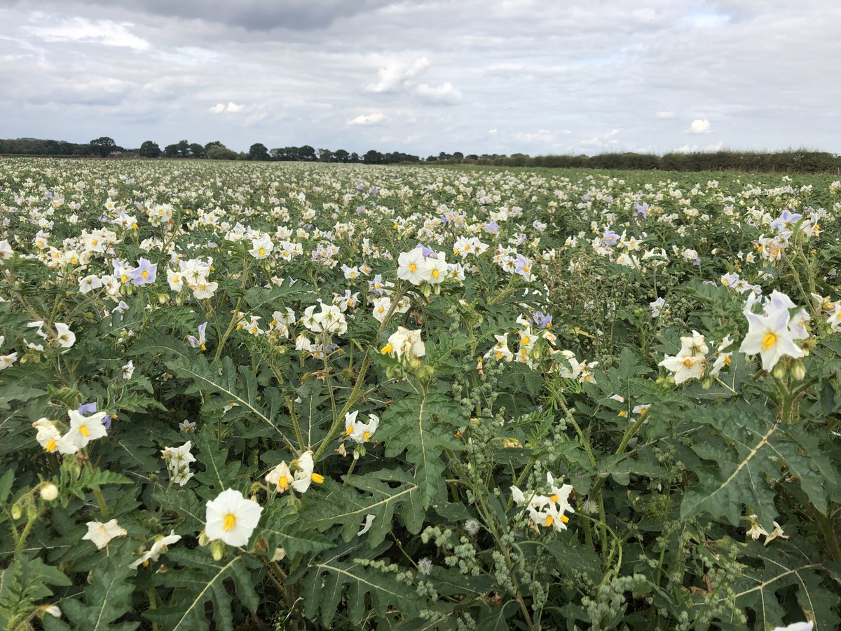 Dr Bill Watts (@crop_trials) on Twitter photo For those interested in #PotatoCystNematode (#PCN) management, see this FW article on #DeCyst #trapcropping and our <a href="/innovateuk/">Innovate UK</a> funded project work <a href="/greenvaleAP/">GreenvaleAP</a> <a href="/ProduceSolution/">Produce Solutions</a>
fwi.co.uk/arable/crop-ma… For those interested in #PotatoCystNematode (#PCN) management, see this FW article on #DeCyst #trapcropping and our <a href="/innovateuk/">Innovate UK</a> funded project work <a href="/greenvaleAP/">GreenvaleAP</a> <a href="/ProduceSolution/">Produce Solutions</a>
fwi.co.uk/arable/crop-ma…