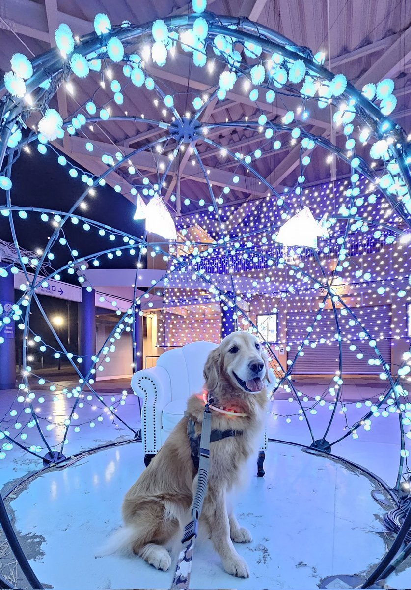 CloverLuna's tweet photo. えのすい前のイルミネーション✨
じっとしていられず、かろうじて撮れた数枚のうちの1枚😆
次はオヤツ持参で来ようね😁 https://t.co/aziYf0bz9f