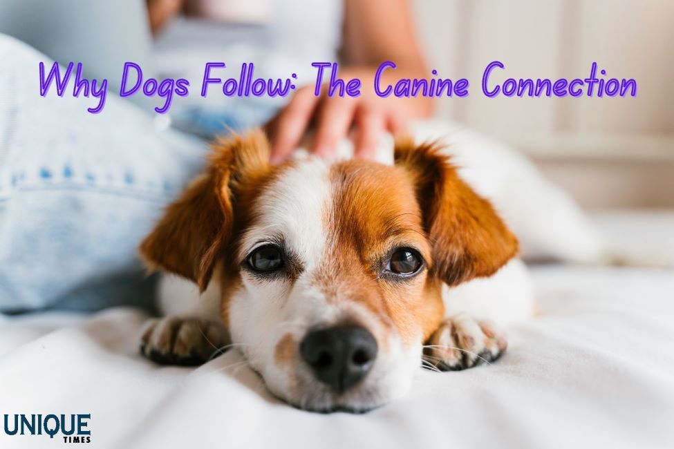 Why Do Dogs Follow Us Everywhere?

Know more: uniquetimes.org/why-do-dogs-fo…

#uniquetimes #LatestNews #petdogs #AffectionatePets #caninecompanions #FurryFriendsForever #manbestfriend