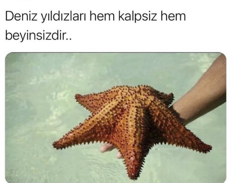 ZerenBasoglu's tweet image. erkeklerle çok benziyolar nerden bildiğimi sormayın