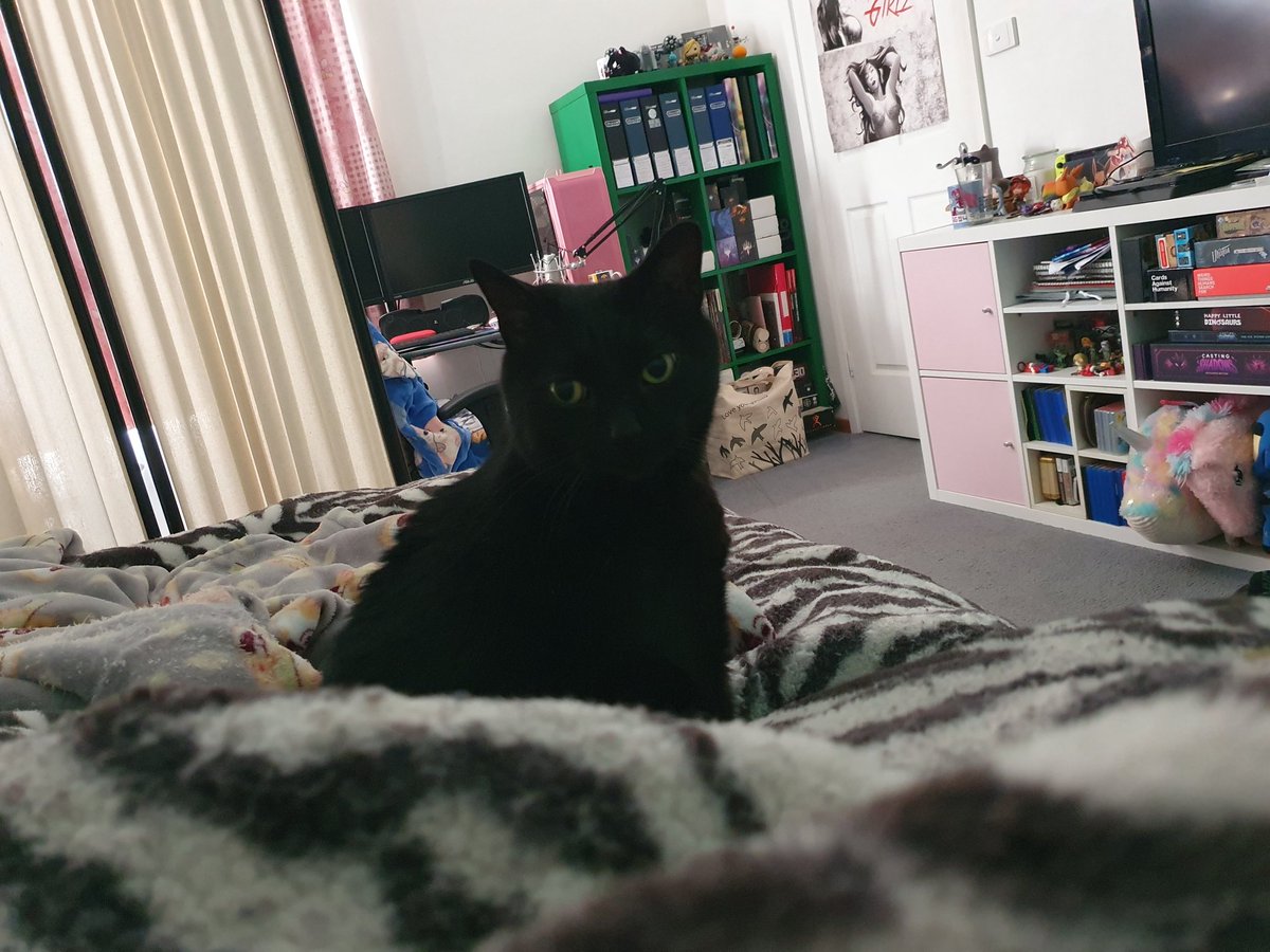 This little gremlin judging me every time I try to nap