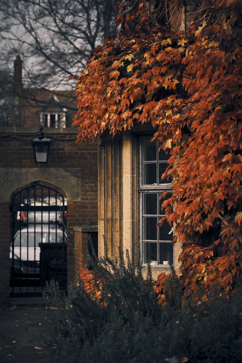 A final glimpse of some of the autumn colours of Selwyn <a href="/Cambridge_Uni/">Cambridge University</a>. Photos by Wojciech Walaszczyk.