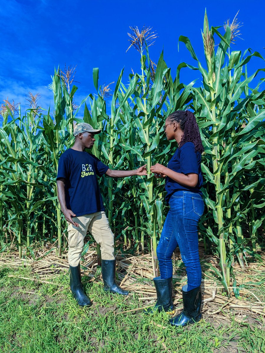 Embrace the power of #ConservationAgriculture! 🌱 Young minds, let's sow the seeds of sustainability and nurture a future where our planet thrives. 🌍🌽🚜💚 Together, we can cultivate change and harvest a better tomorrow.@B2RFarms #ConservationAg #SustainableFuture