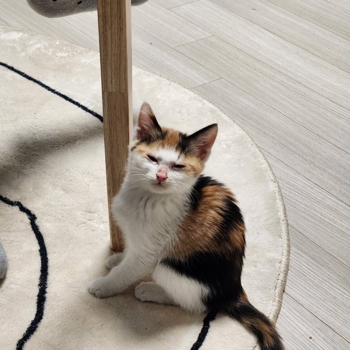 아기고양이 입양 생각 있으신 분 계실까요?   아버지 회사동료분이 풀잎을 물고 쓰러져있는 고양이를 구조해서 이름은 풀잎이 입니다 ..고양이를 기숙사에서 몰래 키우고 계셔서 오래 임보할 수 없다고 합니다. 임보기간이 길어지면 보호소에 보낼 예정이라고 합니다 RT부탁드려요 !!