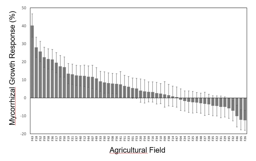 Successful microbiome engineering in agricultural fields. Our new paper in @NatureMicrobiol demonstrates that large-scale inoculation with arbuscular mycorrhizal fungi works and can promote crop yield up to 40%. nature.com/articles/s4156… @SteffiLutz; @NBodenhausen; @KSchlaeppi