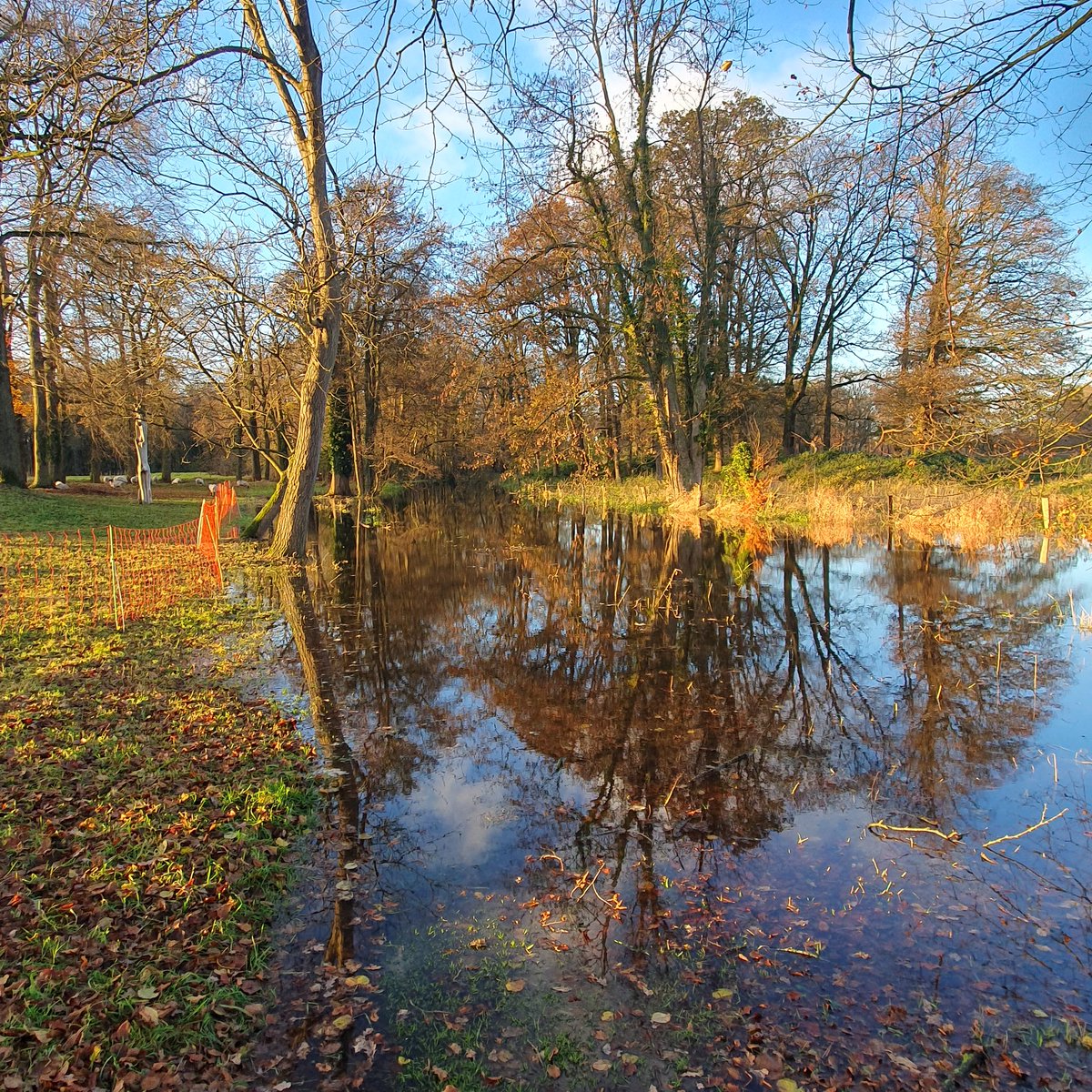 Renze60's tweet photo. Na 2 kletsnatte maanden op rij (neerslag>250 mm) stroomt de Baaksebeek op Landgoed Hackfort als  een beek van adel. #Vorden  @Natuurmonument @BomenAchterhoek Wat een Schoonheid. @WaterRijnIJssel @OmroepGLD @ideaalnieuws @REGIO8 https://t.co/f8HwpSOqA0