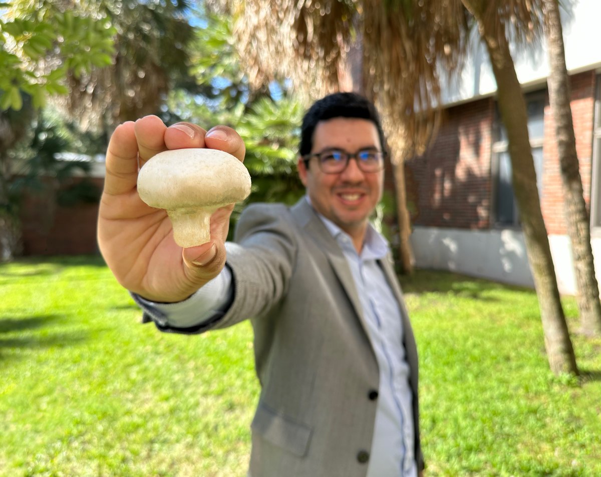 When farmers face #mushroom disease and crop loss, they call this fun guy.

<a href="/UFPlantPath/">UF/IFAS Plant Pathology Department</a>'s Samuel Martins and collaborators from several partner institutions recently received a $3.5 million <a href="/USDA_NIFA/">NIFA</a> grant to tackle this problem and find solutions for the industry.