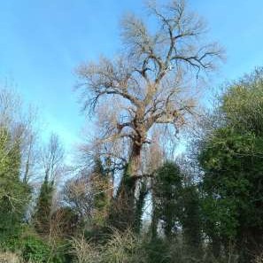 Earlier this year, we discovered a Black Poplar, one of Britain's rarest trees, in our park. To reproduce, our male tree needs a female nearby. We hope to take cuttings from our male tree and plant them out in the park along with some females. #NationalTreeWeek #treeconservation