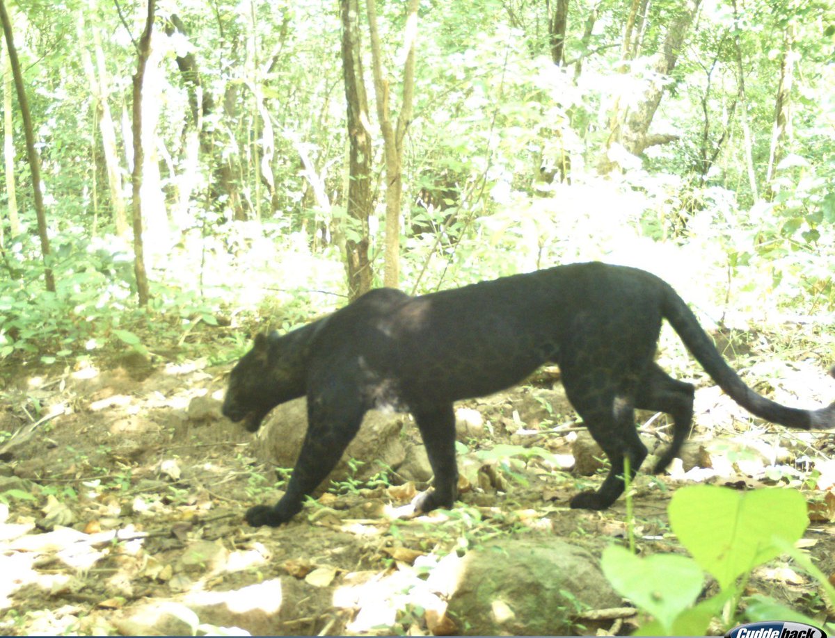 susantananda3's tweet image. On going camera trap tiger census in Odisha is throwing up some exciting &amp;amp; unexpected presence of wild fauna in our state.
