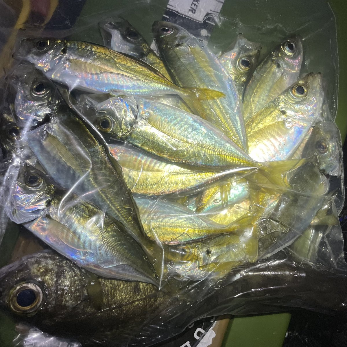 kaipan_boy's tweet photo. 禁断の平日深夜釣行🎣仕事中クソ眠くてカフェイン錠剤でブリってなんとか耐えた←わや https://t.co/MclLXxmYb6