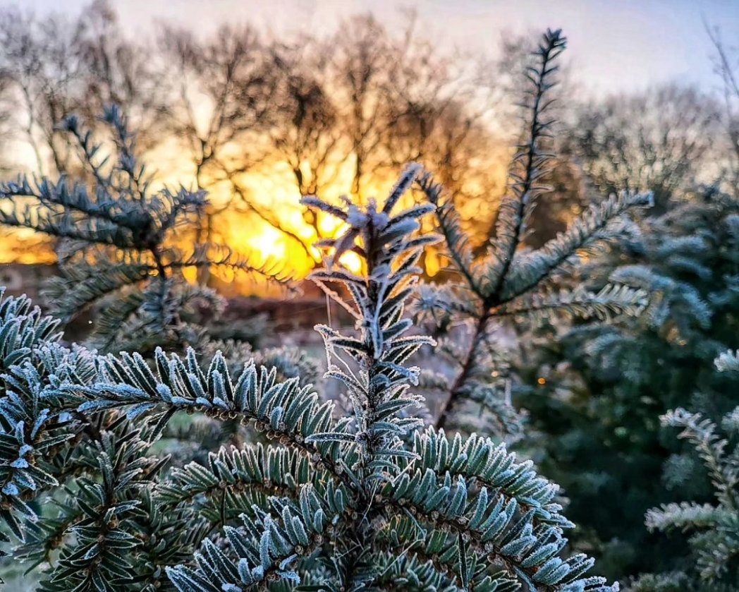 Sunrise mornings with mix of mist and ice to start the day in a festive way. #Warrington #Cheshire #mistymornings #icy #sunrise #winter #FestiveSeason #shadows #nature