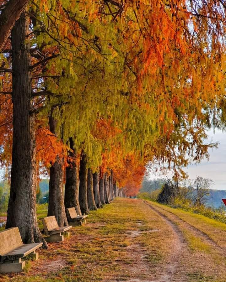 terre_di_po's tweet photo. #Foliage in una passeggiata autunnale a #Luzzara
Foto di ig enricochiari
#autunno
#bassareggiana https://t.co/iDLc08WBf4