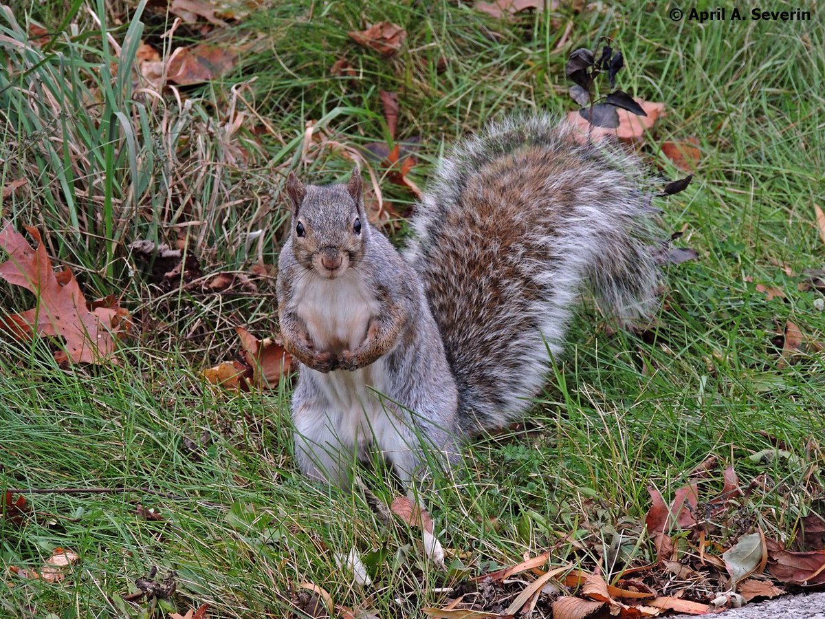 #WildlifeWednesday #squirrel 11-14-17 #Animalia #HamOnt #Canada #NorthAmerica #nature #wildlife #photography @bigmarkp @dundastard @Explorationproj @HamiltonNature @Restaunique @Saskajanet