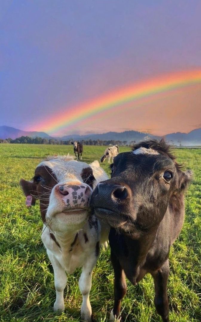 💖 (@twaniimals) on Twitter photo 