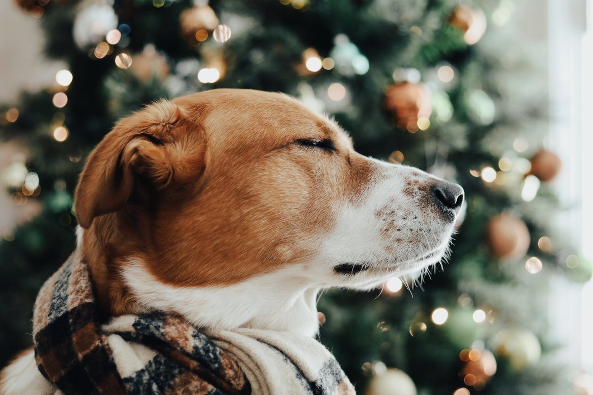 Finally time for the dogs yearly Christmas pics 🖤