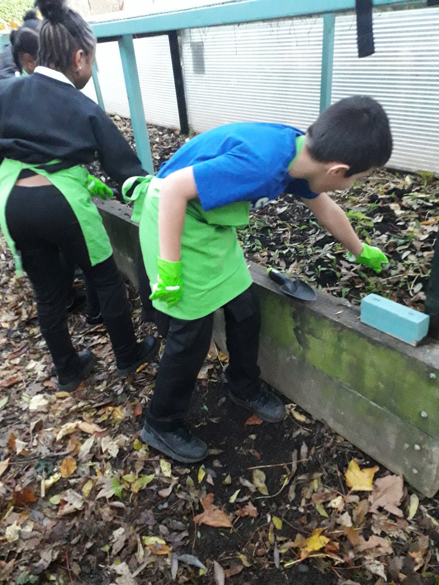 No 🌧 or ❄ today so a great chance to plant out the last of the onions, shallots & garlic with the #youngfoodgrowers @SurreySqSchool 
#AfterSchoolClub 
#foodeducation
#enjoyment
#newskills
#community