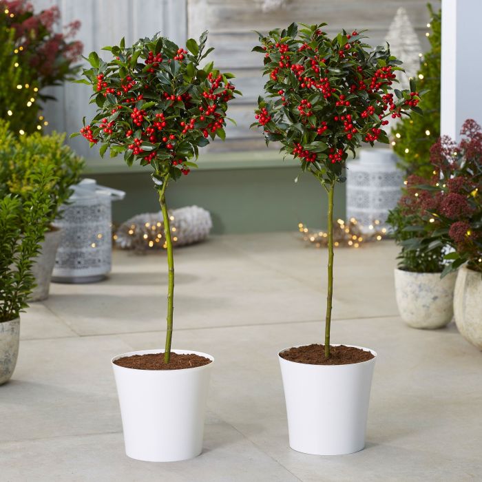 How about these Holly Trees for Christmas - more info: 
 gardeningexpress.co.uk/pair-of-premiu… 🎄🎄🎄