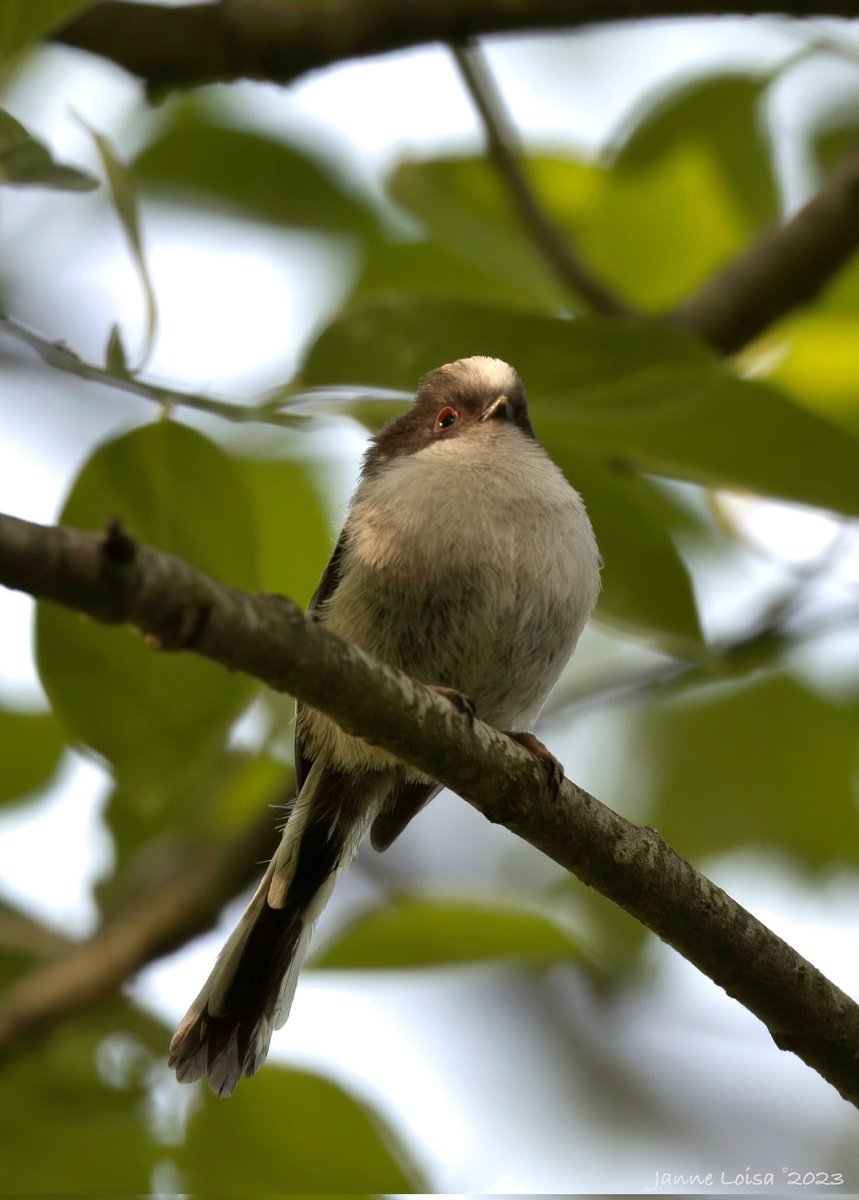 @sykesjeff Long-tailed Tit striking a pose, Finland.