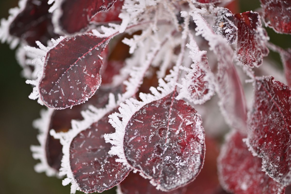 WSUPullman's tweet photo. The #hoarfrost always looks fantastic around campus. 📸: Shelly Hanks, #WSU Photo Services.❄️#GoCougs https://t.co/2FJwYKQBIS