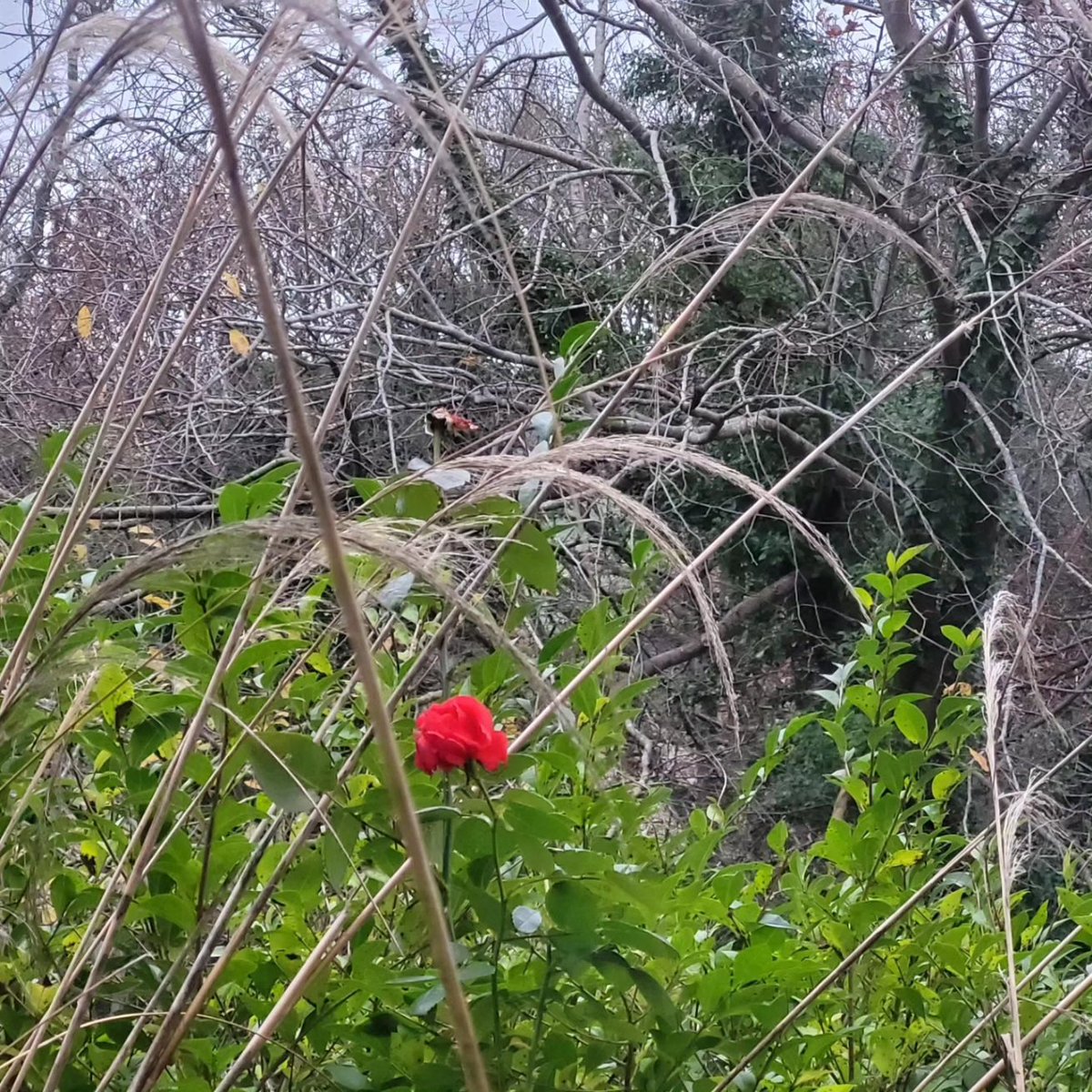 races_world's tweet photo. Last of the roses clinging on!
#WINTER #FLOWER #Wednesdayvibe https://t.co/1o11R0xp8L