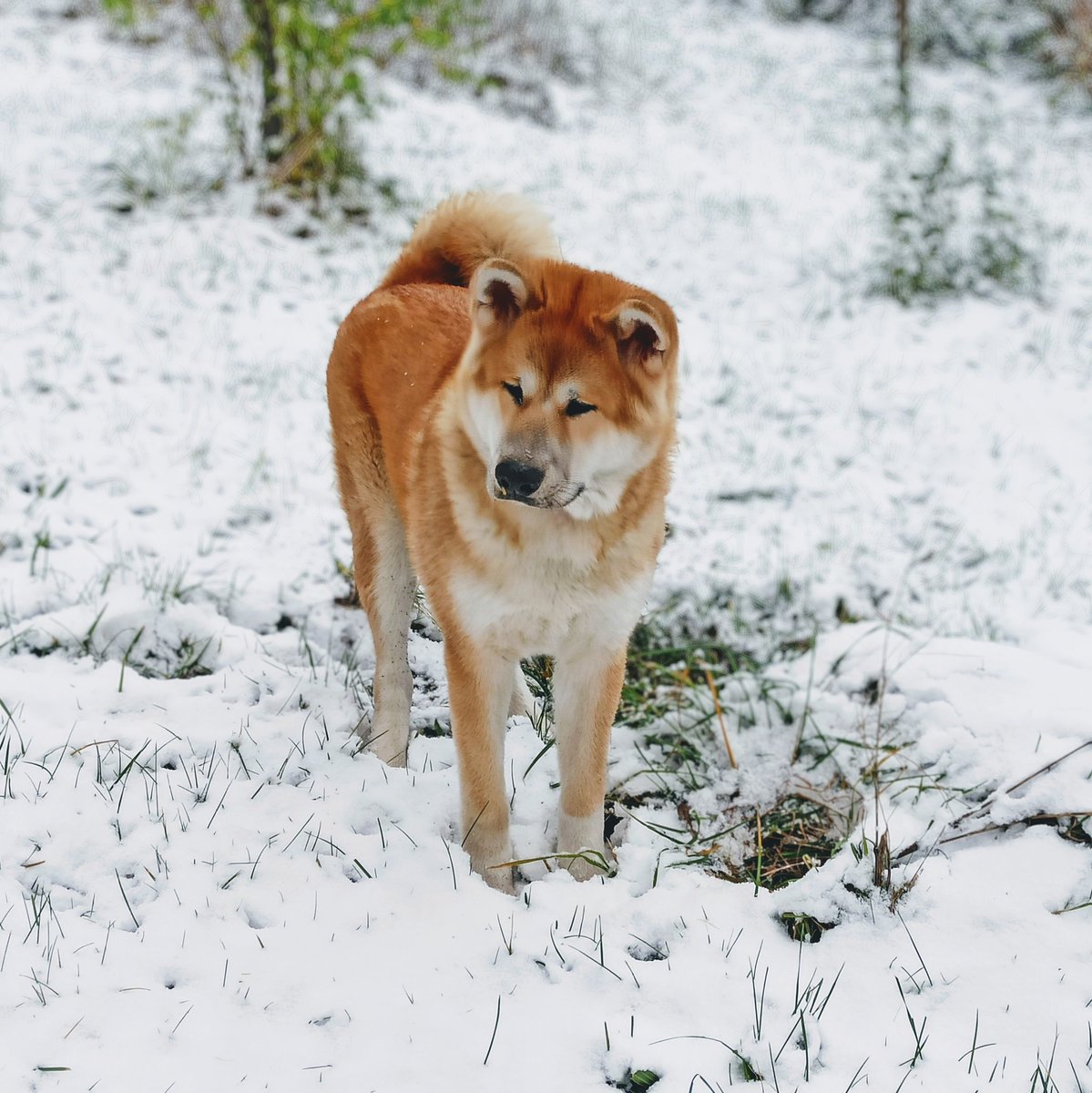 Pořídit akitu bylo nejlepší rozhodnutí letoška. Teď je mu sedm měsíců, váží 35 kg, jezdíme na cvičák, spí v obýváku, miluje celou rodinu a my jeho... A na fotce tak trochu ve style meme s Travoltou s údivem sleduje první sníh v životě. 😁