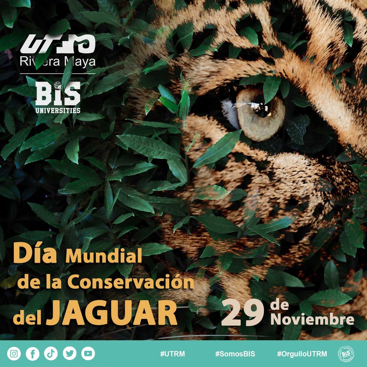 Día Mundial de la Conservación del Jaguar.