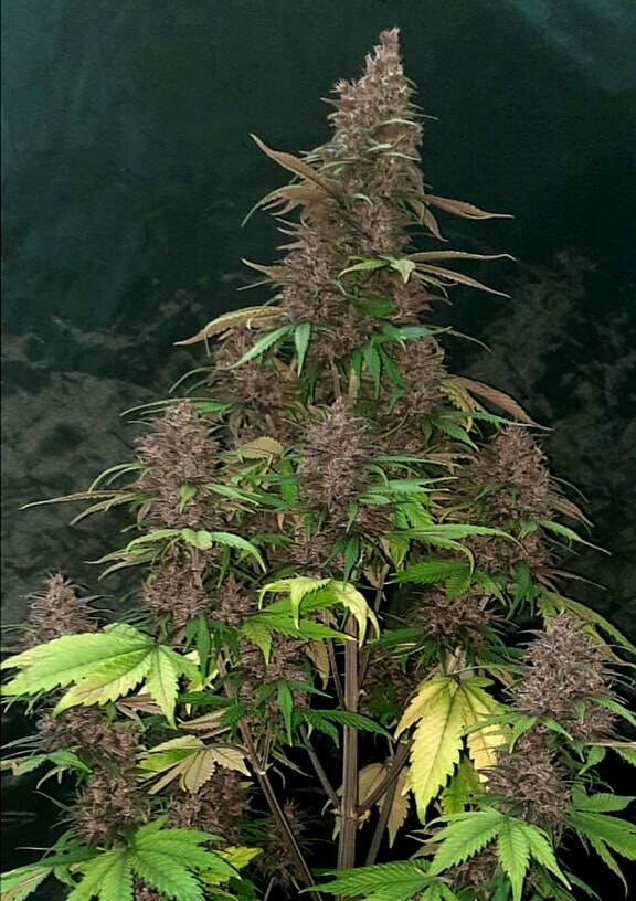 Auto Purple