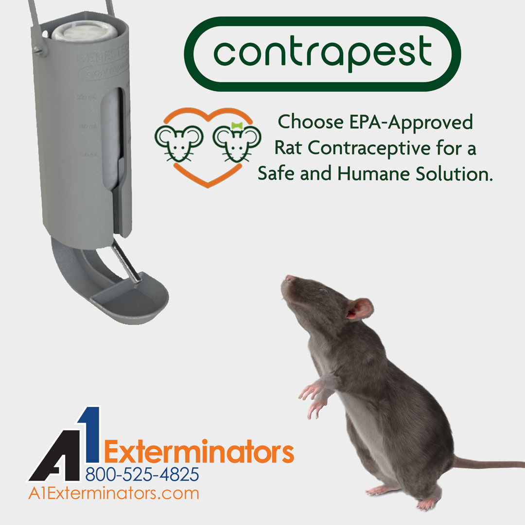 A1Exterminators's tweet image. ContraPest: The first EPA-approved rat contraceptive! 🐀 How does it work? A slow-acting liquid bait makes rats infertile, reducing populations by up to 95%. Safe for humans &amp;amp; pets, it&apos;s a reliable option for rat control. a1exterminators.com/contrapest-rat…. 🚫🐾

#ratcontrol #contrapest
