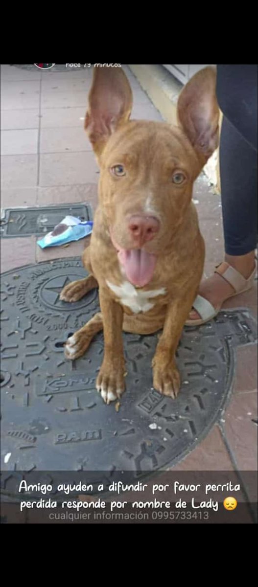 EmergenciasEc's tweet photo. #PerritoDesaparecido
Se perdió hoy en la alborada 11 etapa.
Ayuden a compartir para que pueda volver a casa, gracias https://t.co/cNLhjWEWZb